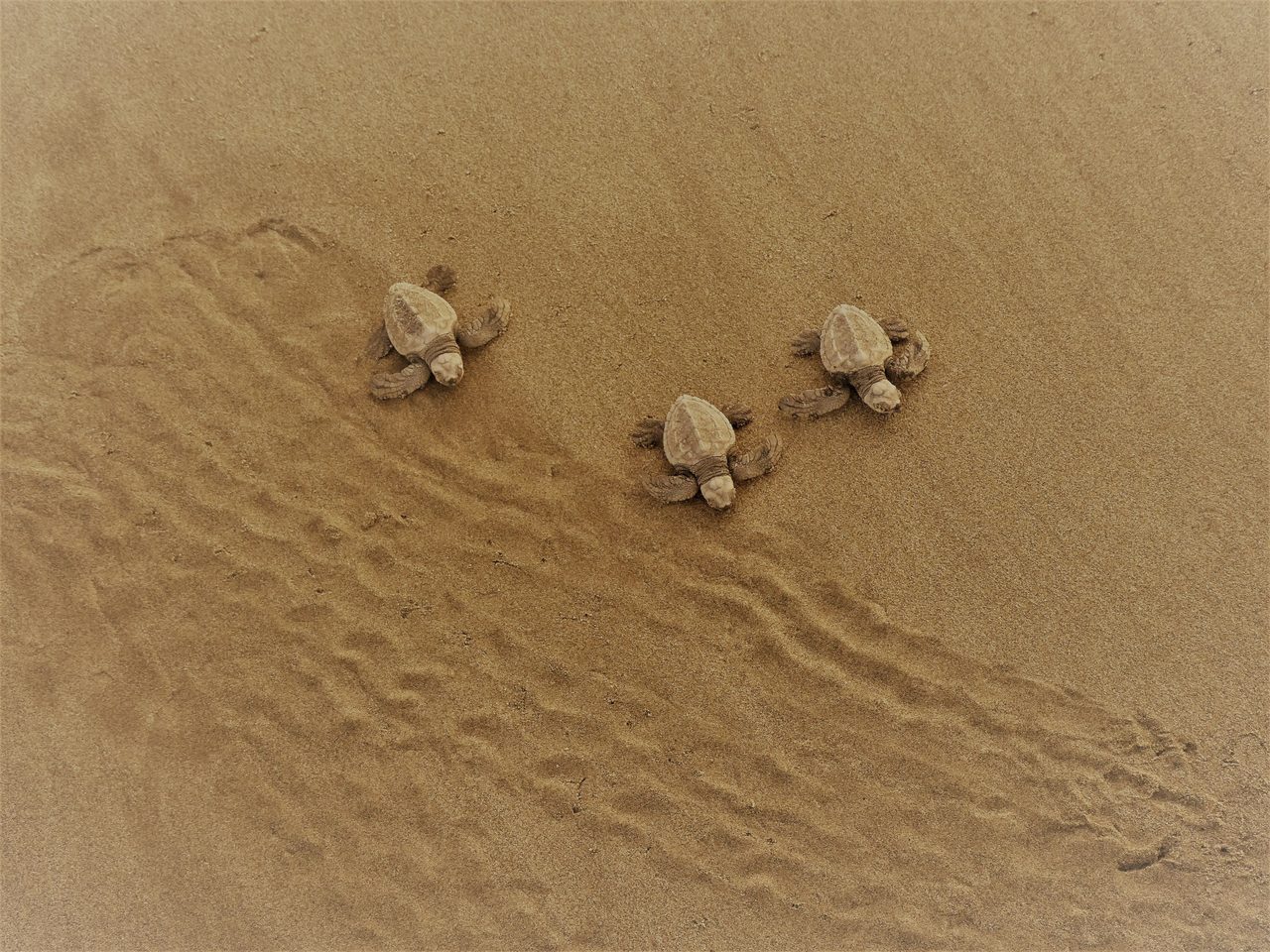 Plage Les Hattes Sea Turtle Reserve