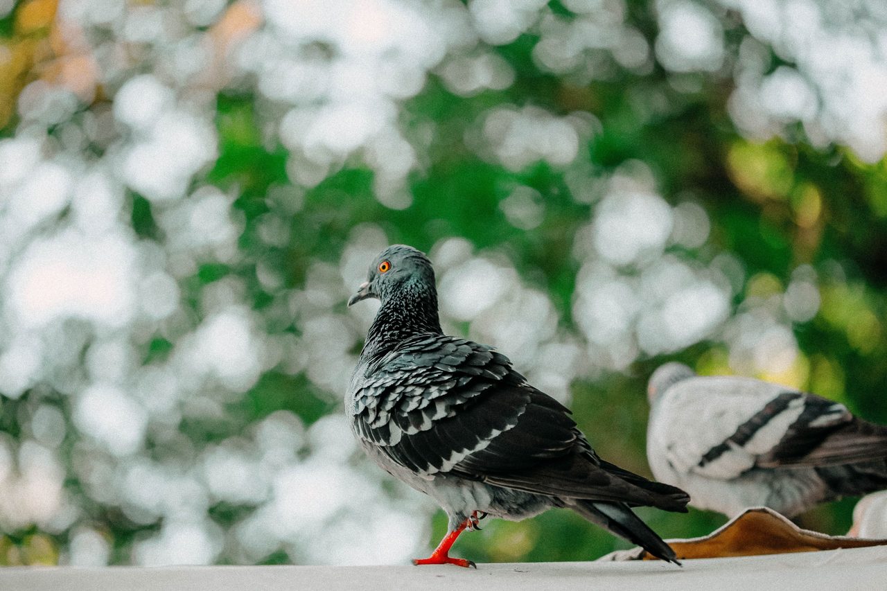 Réserve Cousteau (Ilet Pigeon)