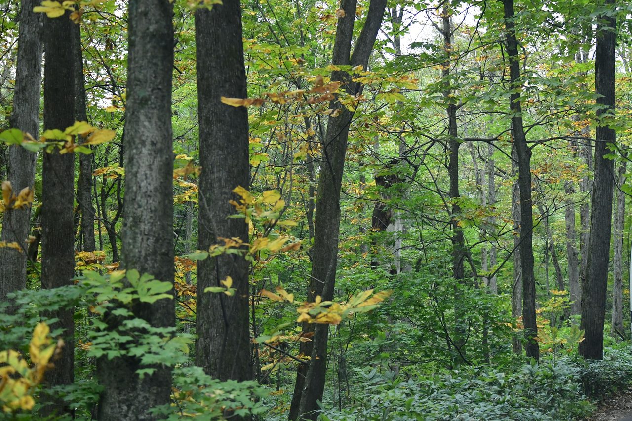 Oirase Gorge
