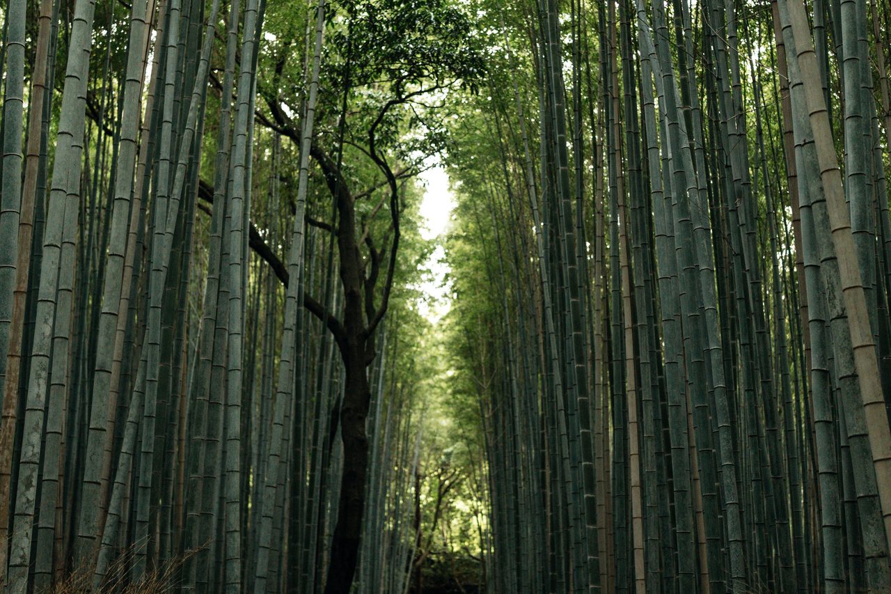 Arashiyama Bamboo Grove