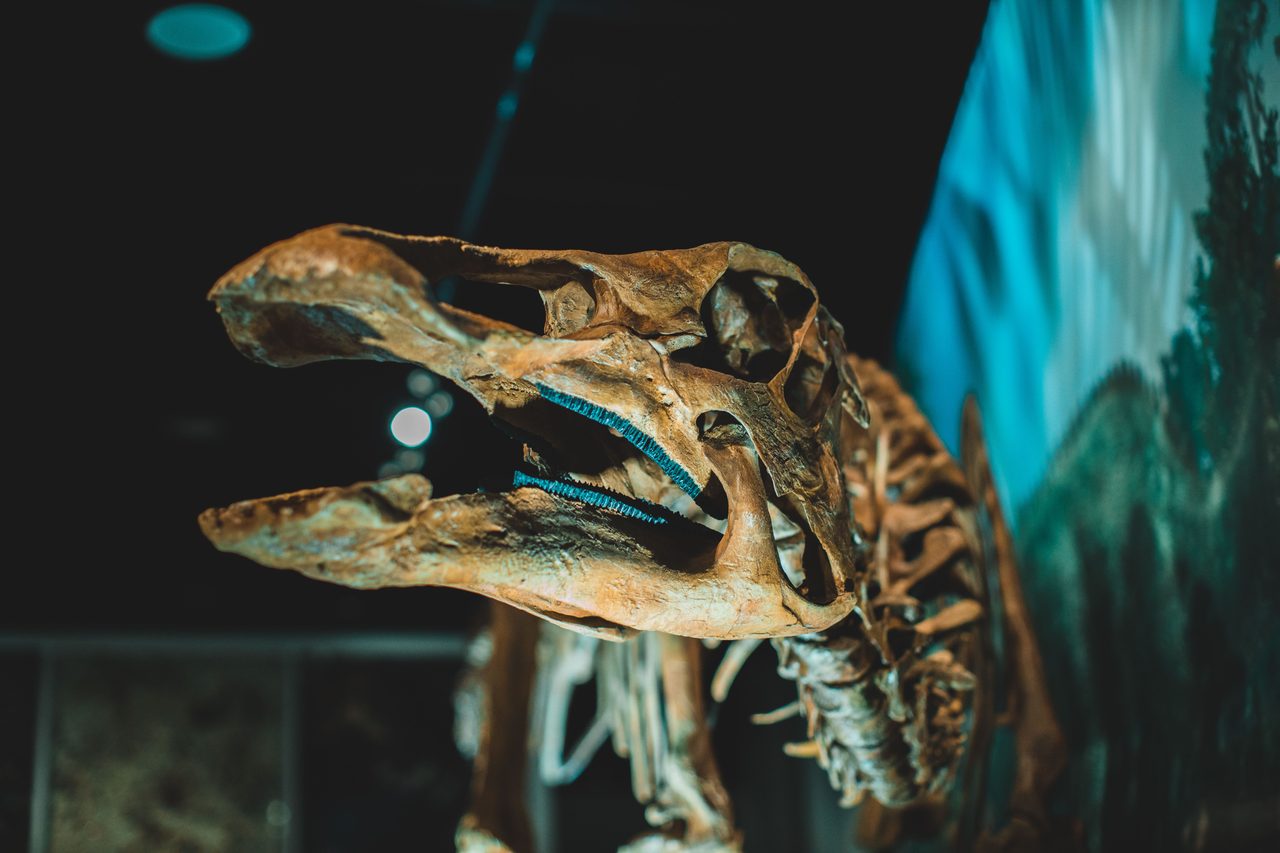 Fukui Prefectural Dinosaur Museum