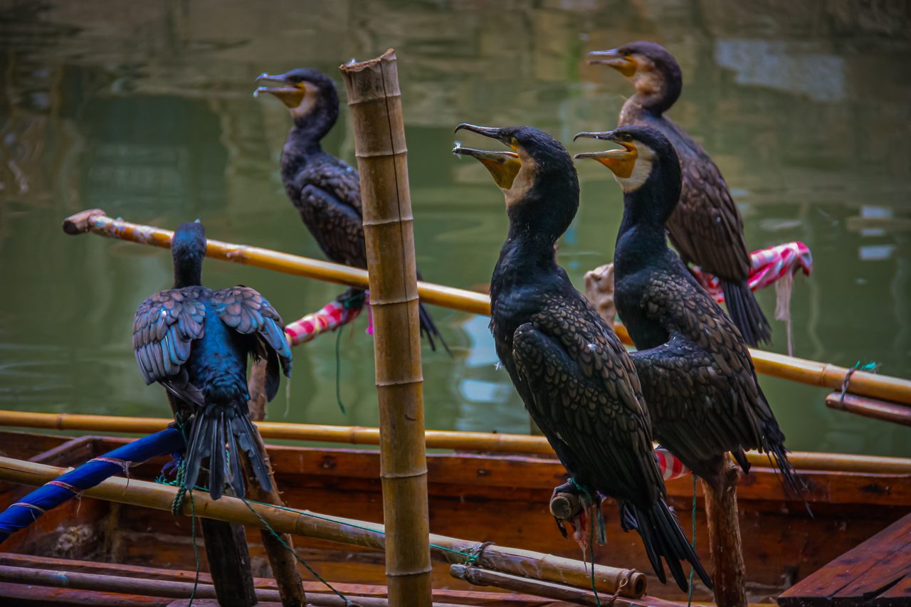 Nagara River Ukai (Cormorant Fishing)
