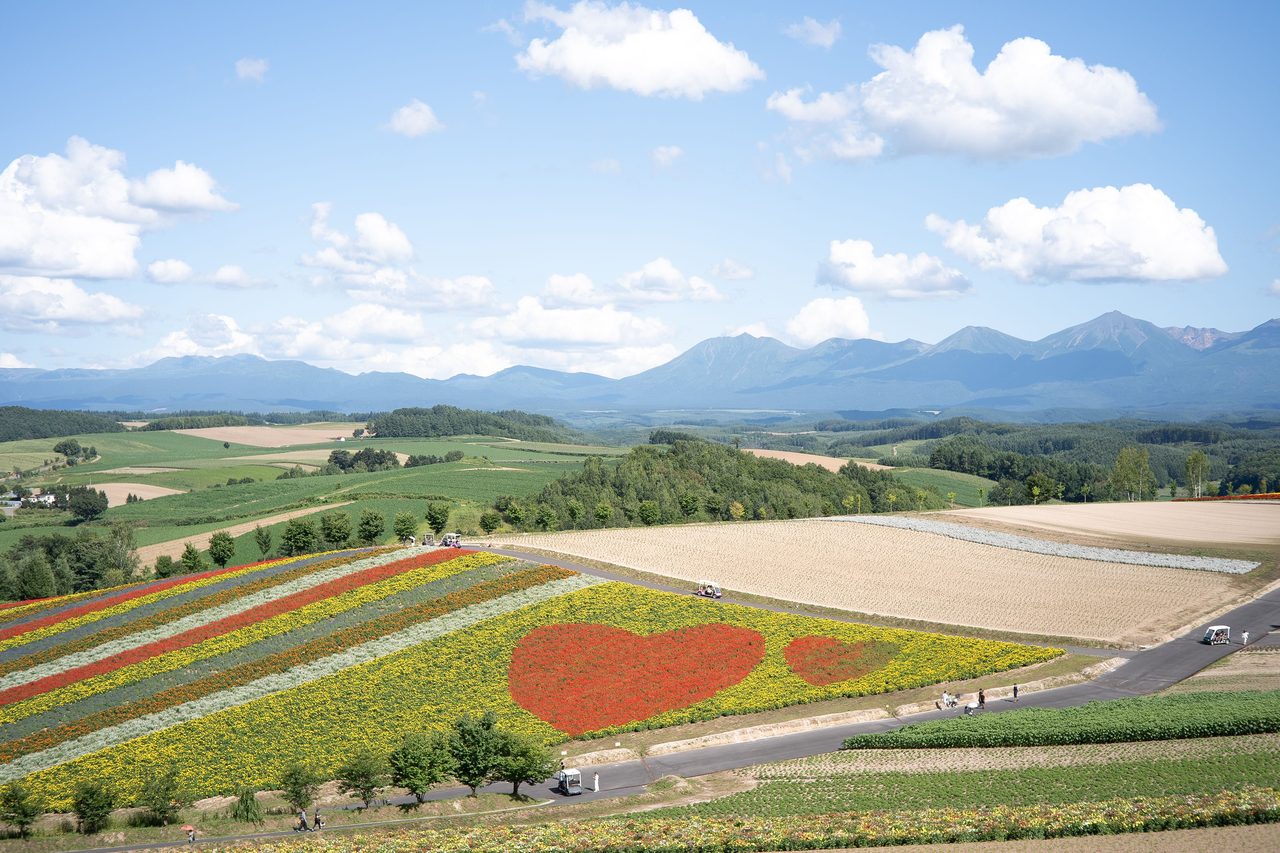 Furano Flower Fields