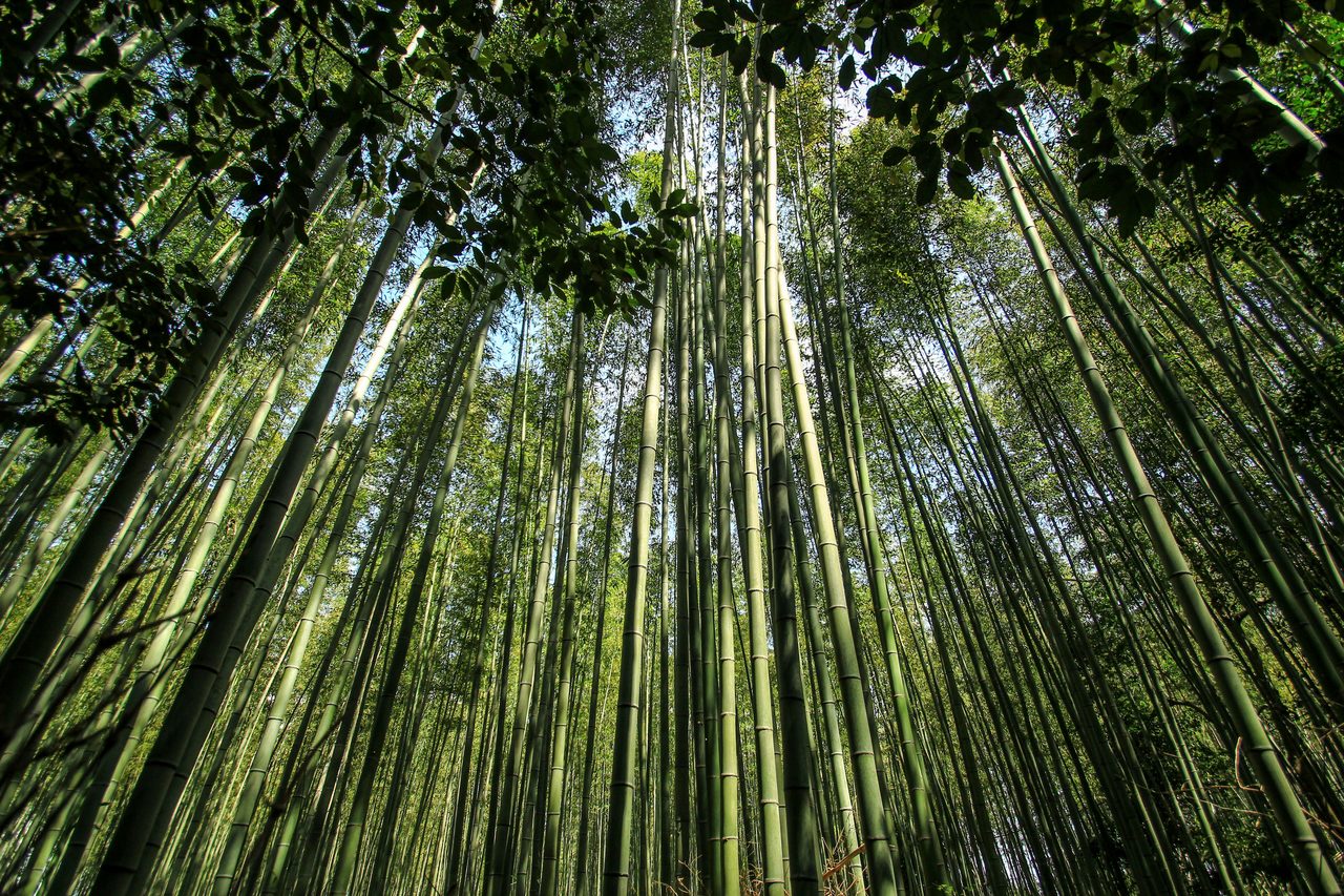 Arashiyama Bamboo Grove