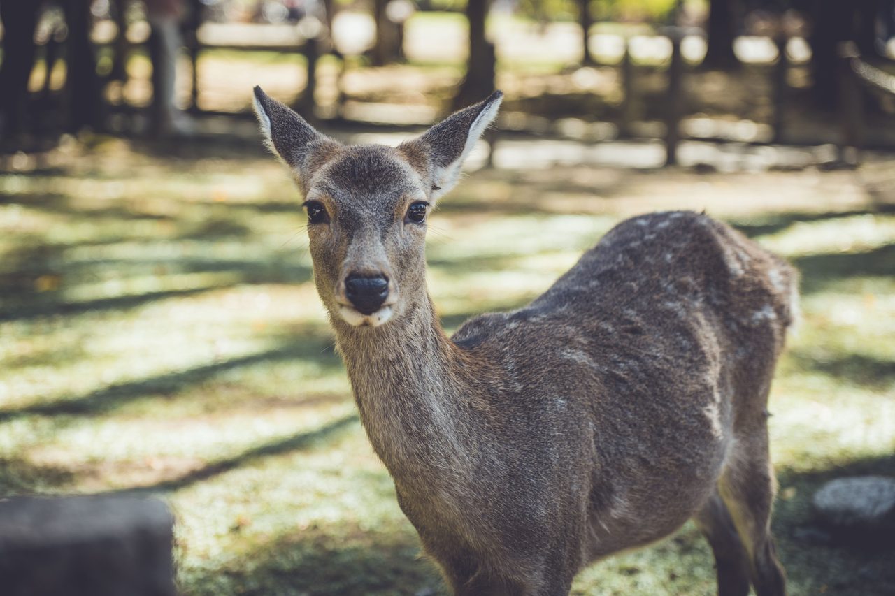 Nara Deer Park