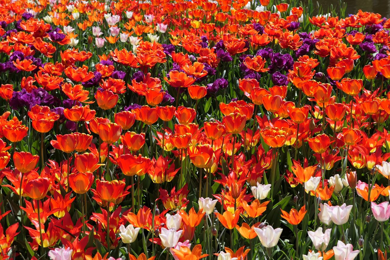 Keukenhof Gardens