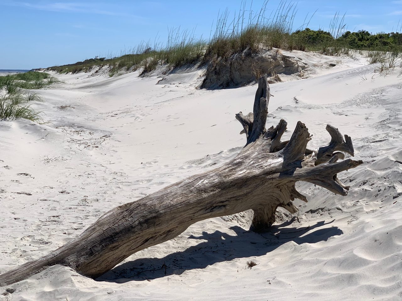 Cumberland Island National Seashore