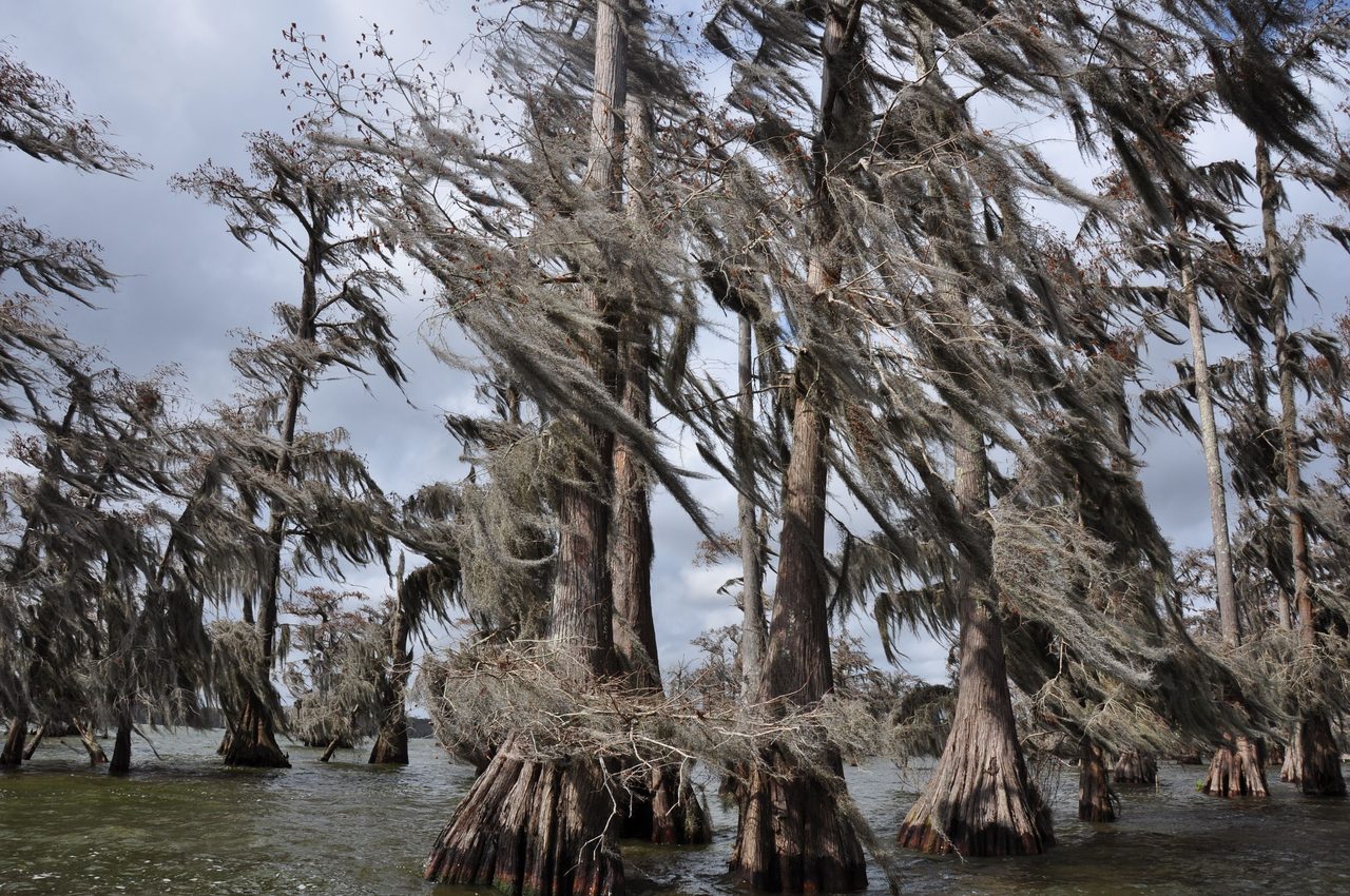 Swamp Tour in Atchafalaya Basin